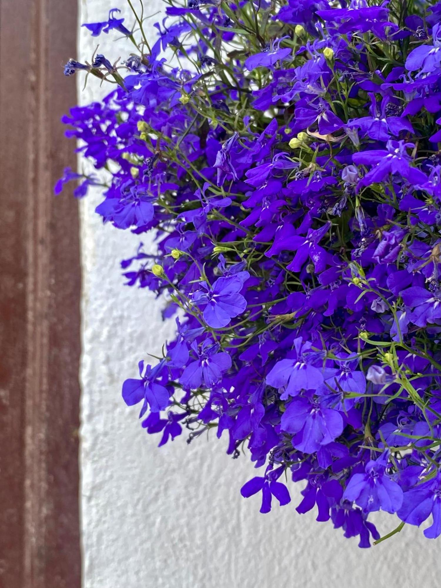 La Buganvilla De Santiago Κόρδοβα Εξωτερικό φωτογραφία